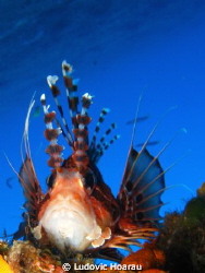 The Broadbarred firefish Pterois antennata is a common sp... by Ludovic Hoarau 
